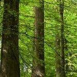sustainability-banner_final